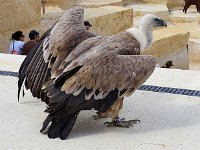 IMG 2380  le vautour fauve : son attitude lors des curées est caractéristique. Une patte en l’air, le cou sorti bien détaché du reste du corps. Les ailes ouvertes et une démarche agressive lui permettent de faire savoir aux autres qu’il a faim.