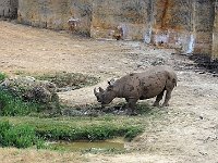 IMG 2390  le rhinocéros. et voilà une chouette visite