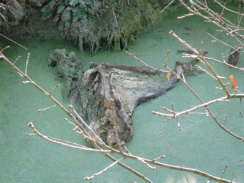 12.jpg - Un crocodile a gelé sur place.