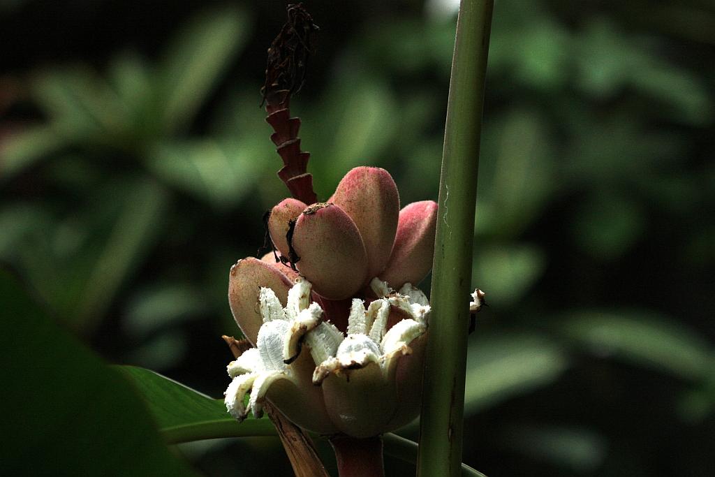IMG_1733.JPG - Plante.