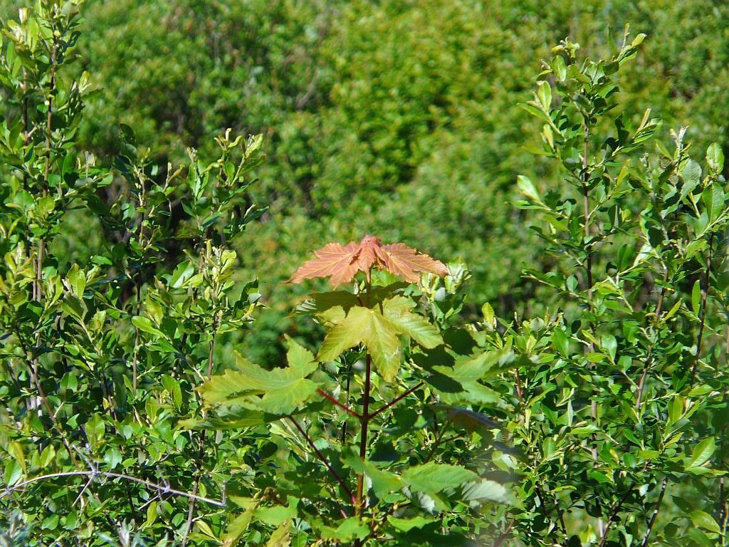 P1070575.JPG - des feuilles