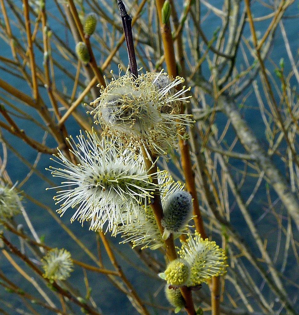 P1060882.JPG - Les pollens.