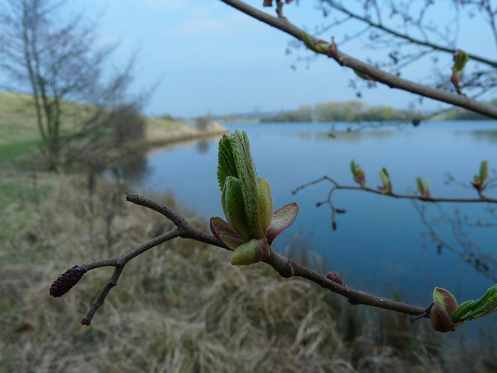 P1060904.JPG - On veut des bourgeons.