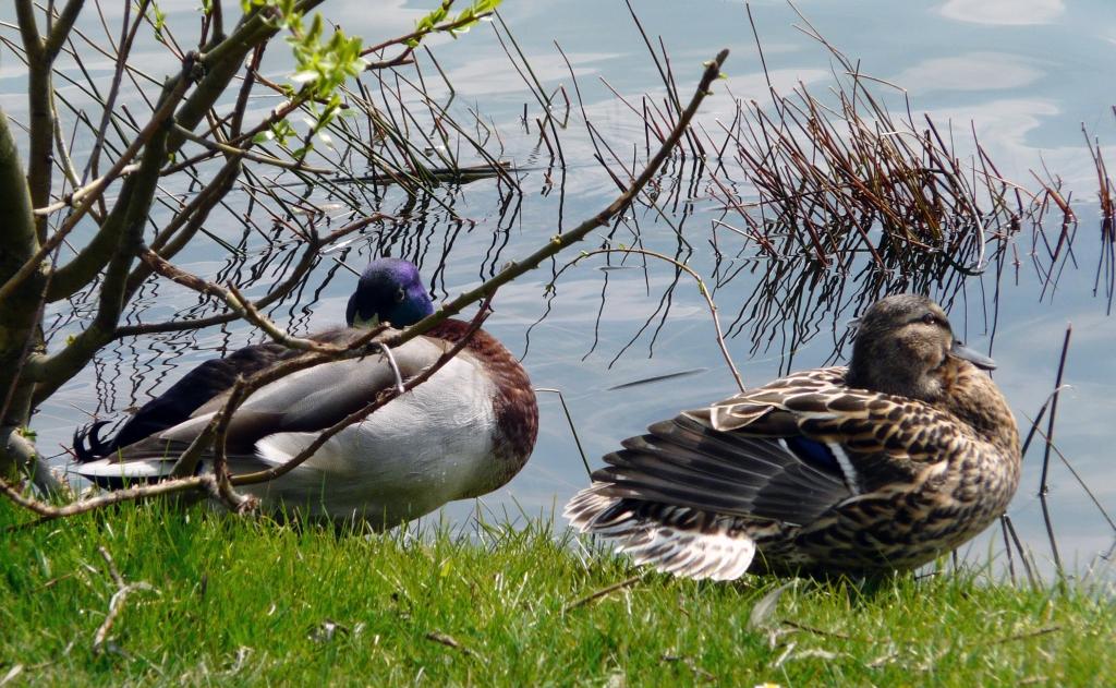 P1060959.JPG - Le canard mauve.