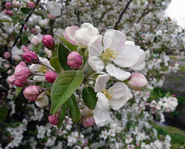 P1070118.JPG - C'est quand même le printemps.