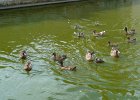 P1140451  c&#39;était la mare aux canards , à bientôt, sur 89.com.