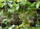 P1150894  du raisin