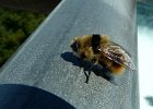 P1150685  un bourdon observe d&#39;&#39;en haut
