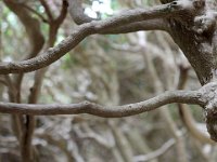 branches  De fait , les branches sont toutes blanches.