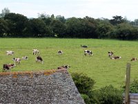 IMG 6889  Le corps est long (dos) et volumineux. La Normande possède une bonne capacité d’ingestion et valorise bien l’herbe. Tarie, la Normande couvre ses grandes côtes avec une musculature développée.