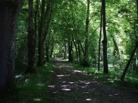 IMG 8470  Nous avons dépassé les grilles d'eau et nous enfonçons dans la forêt.