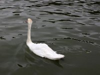 IMG 8568  Un cygne.