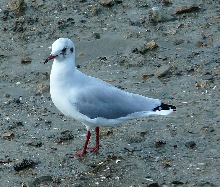 P1050128.JPG - Mouette, mouette.